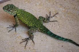 Lizard Emerald Swift Female
