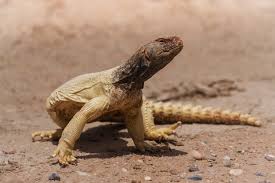 Uromastix aegypticus