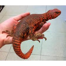 Uromastix ornatus