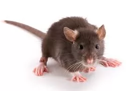Rat Large Live (125-174 gr)