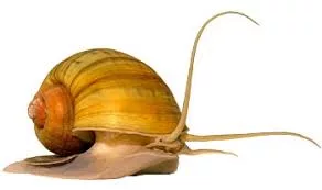 Apple Snails