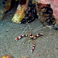 Banded Coral Shrimp