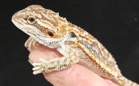 Bearded Dragon Fancy Assorted (Imperfect)