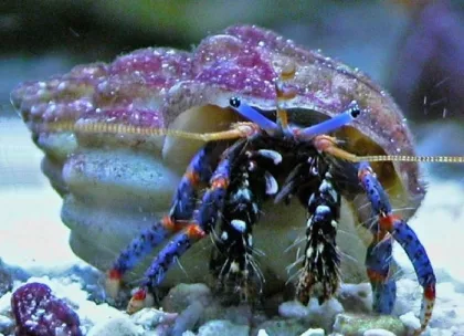 Crab Hermit Blue Leg (5)