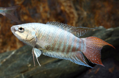Blue Paradise Gourami