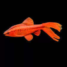 LongFin Cherry Barb