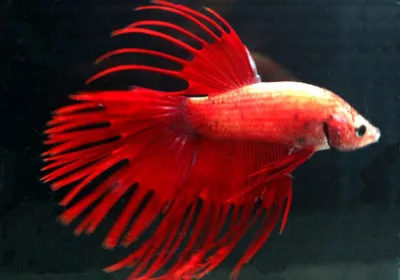 Betta, Crowntail (Fringe) Male