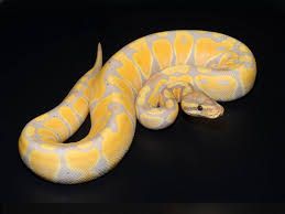 Python Ball Banana Assorted