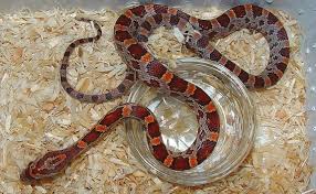 Snake Corn Fancy Asst.