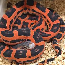 Snake Rat Texas Scaleless