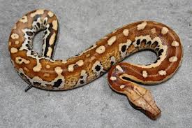 Python Blood Red Baby (CB)