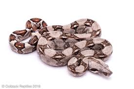 Boa PURE Colombian Red Tail Baby