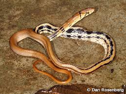 Snake Racer Copperhead