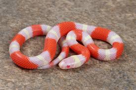 Snake Milk ( Nelson T+)