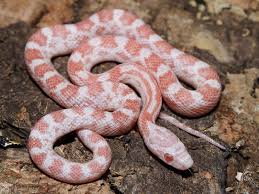 Snake Corn Peppermint