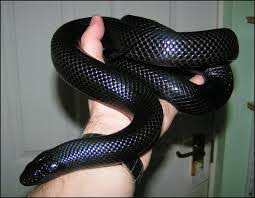 Snake King Mexican Black