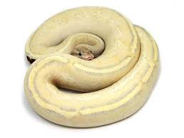 Python Ball Puma Assorted