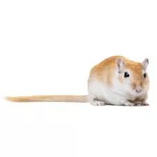 Assorted Gerbils