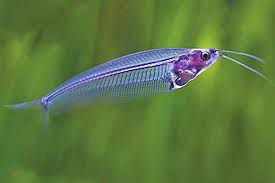 Catfish, Glass (Ghost)
