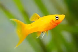 Golden Molly