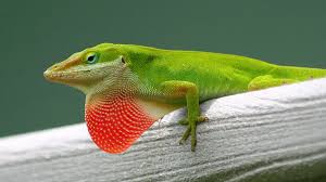 Anole Green