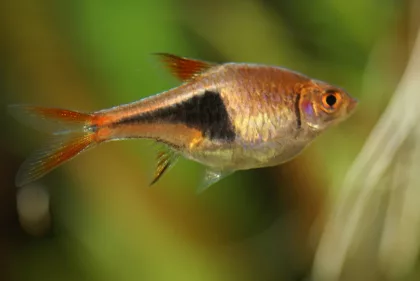 Harlequin Rasboras
