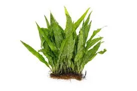 Java Fern Carpet