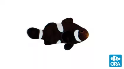 Misbar Black Clownfish