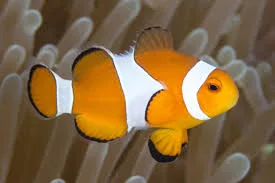 Ocellaris Clownfish