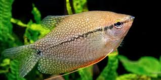 Pearl Gourami