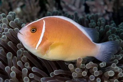 Clownfish Pink Skunk