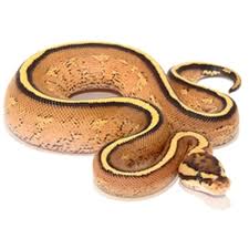 Python Ball Super Stripe Assorted