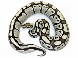 Python Ball Desert Ghost Assorted