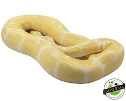 Python Ball Albino Adult Assorted