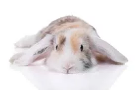 Mini Lop Ear Rabbit