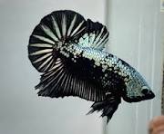 Betta, Male Samurai