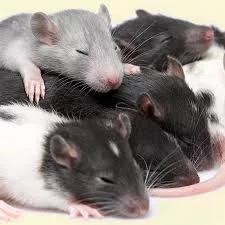 Rat Small Live (50-95 gr)
