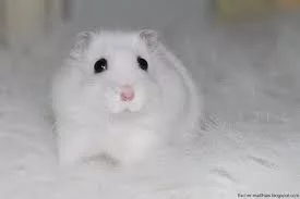 Hamster Dwarf Winter White