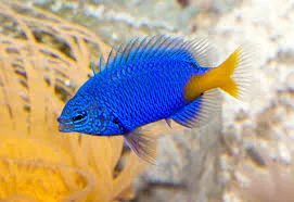 Damsel Yellowtail Blue