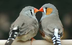 Zebra Finch (unsexed)