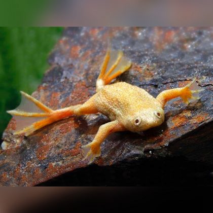 Dwarf golden Frog
