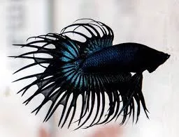 Betta, Black Crowntail Male
