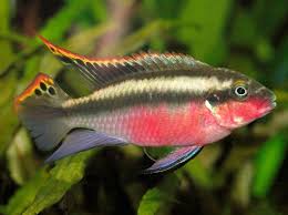 Kribensis Cichlid