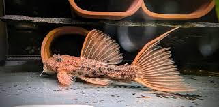 12-14" chocolate Brown Pleco