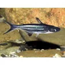 Shark, Iridescent 2"