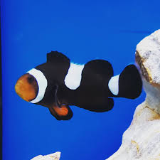 Clownfish Black / Darwin Misbar