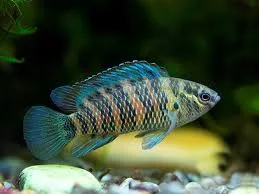 Burmese Badis