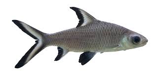 bala Shark 3.5-4"