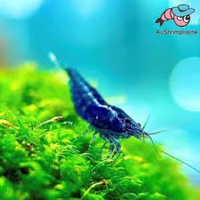 Blue Diamond Shrimp