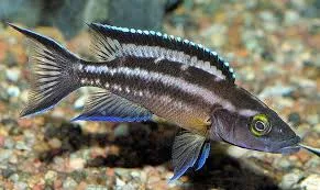 Blue Face Buescheri